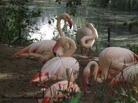 Zebras, Erdmännchen, Flamingos, Panzernashorn, Humboldt-Pinguin, Schimpanse, Stachelschwein