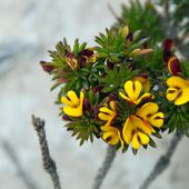 Twiggy bush pea Pultenaea acerosa (8259047369).jpg