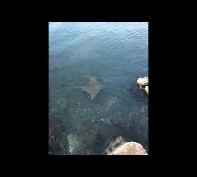 La biodiversité locale - Aitoloakarnania - Action commune