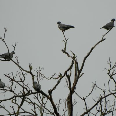 Sur un arbre perché...