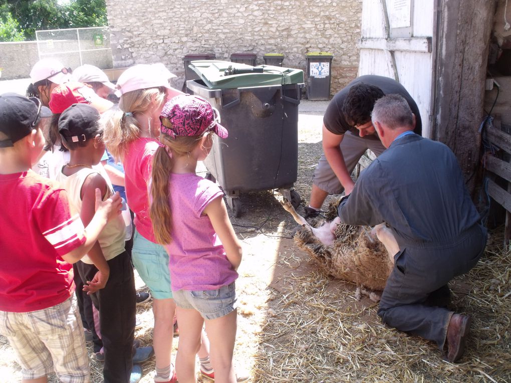 Mini-séjour de 3 jours à la Ferme de la mercy à Chenoise.
11 enfants et 2 animatrices.
Au programme : parcours animalier, fabrication du pain, tonte des moutons et parcours en calèche.