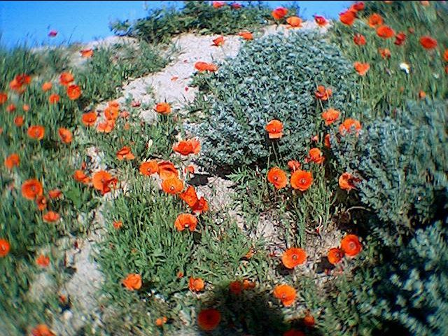 Fleurs des garrigues,
         De la montagne,
       De nos chemins,