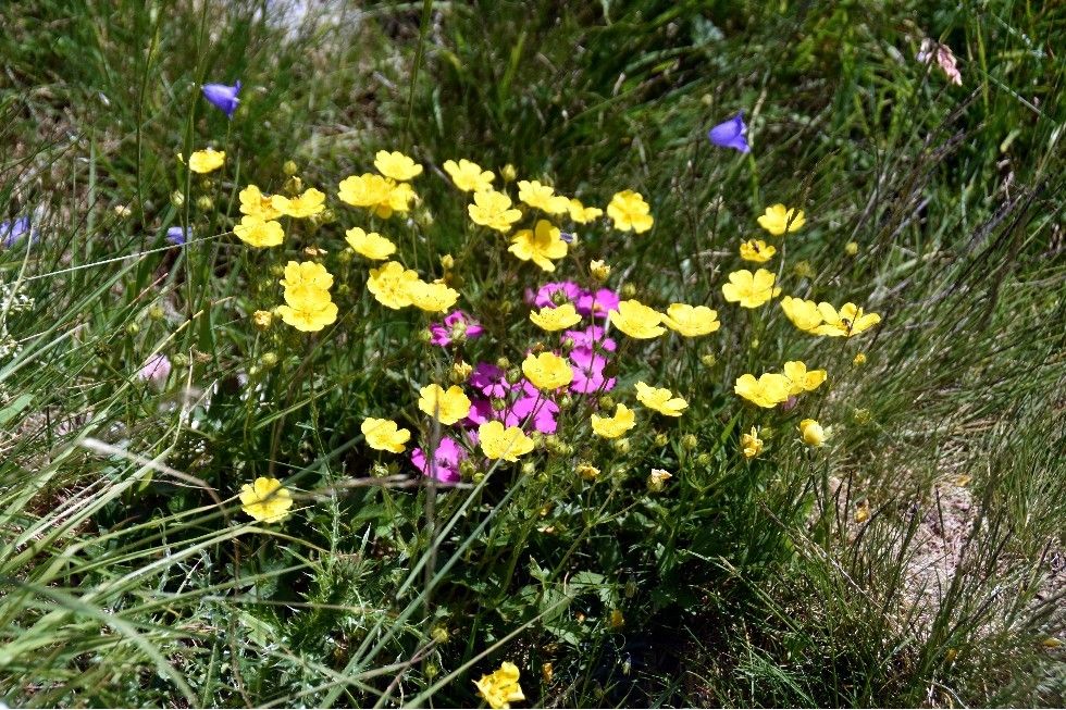 FAUNE ET FLORE DE LA MADONE DE FENESTRE (2)