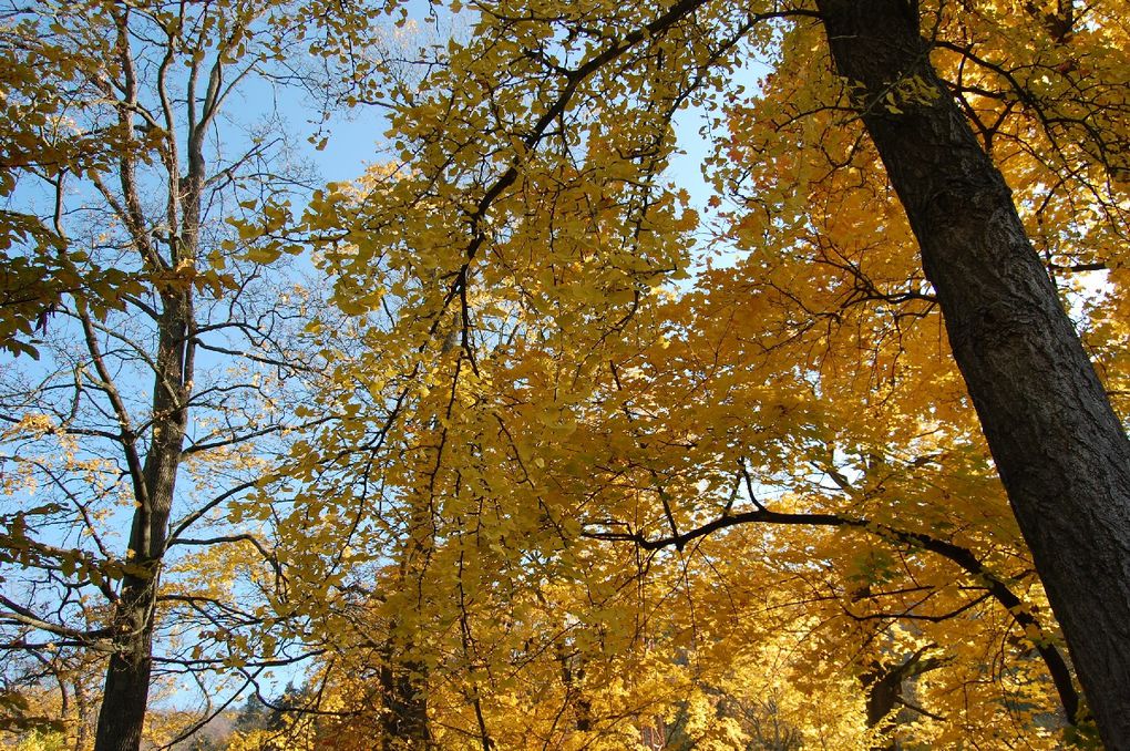 Album - Heidelberg_Herbst_2010