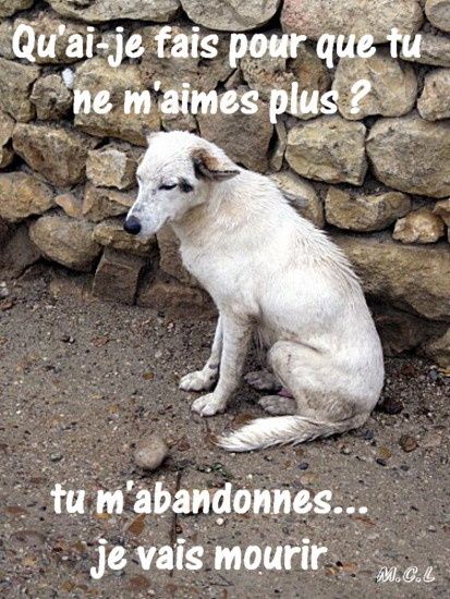 Album Citations Proverbes Maltraitance Animale