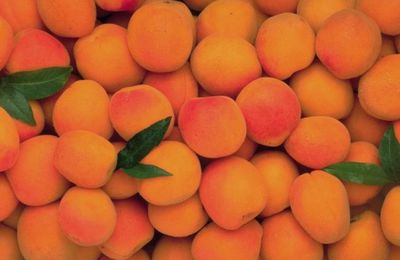 Sorbet abricot