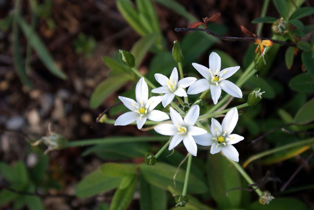 Fleurs de printemps de mon jardin ou des jardins de mes amies...