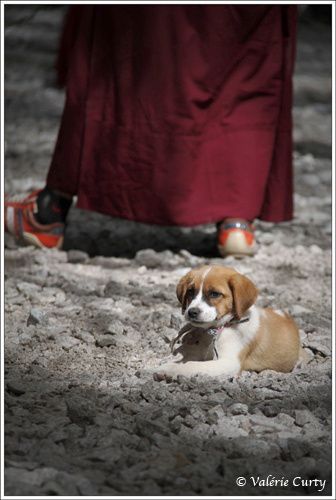 Photographies du Tibet