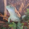 Mon basiliscus plumifron