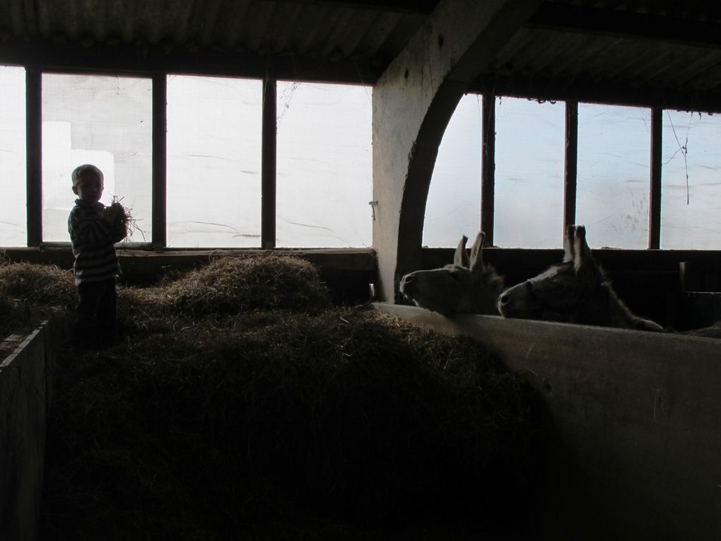 L'agriculture familiale paysanne comme solution durable pour le développement du Sud et la viabilité du Nord. Chèvrerie de la Croix de la Grise, Havinnes (Tournai), le samedi 2 avril 2011

http://researches.chevreriedelobel.over-blog.com/article-l