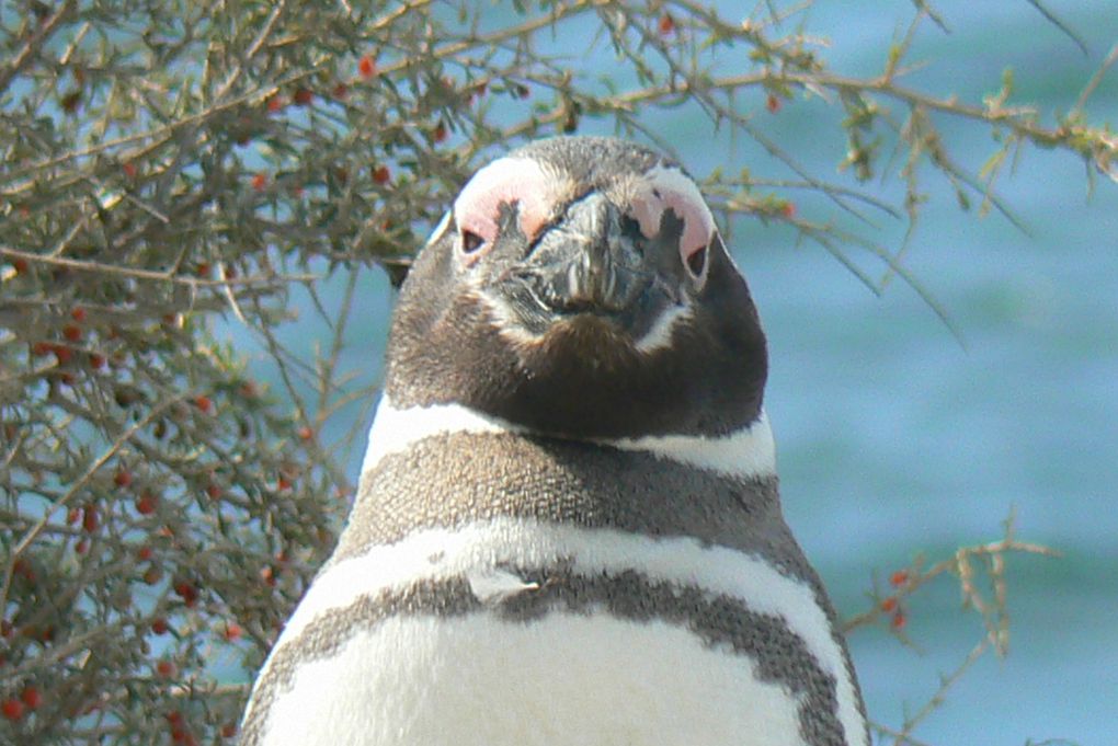 Album - PATAGONIE-ARGENTINE