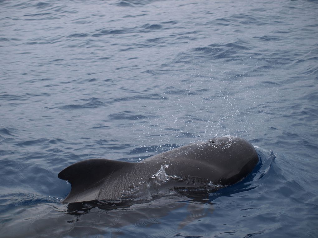 Globicephales tropicaux
(Globicephala macrorhynchus)

Population residente, 
Tenerife, Iles Canaries