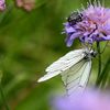 Gazé (Aporia crataegi)