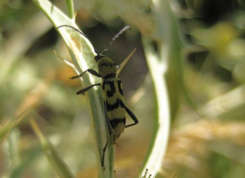 Album - Cerambycidae