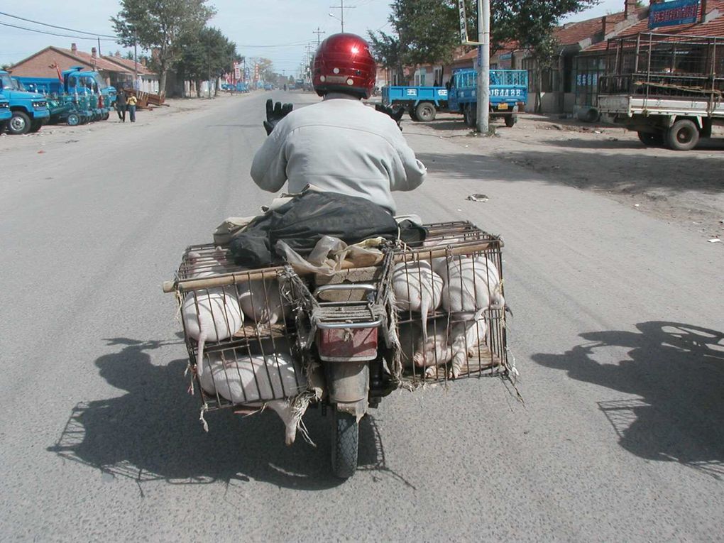 Album - Des-motos-et-des-cochons--