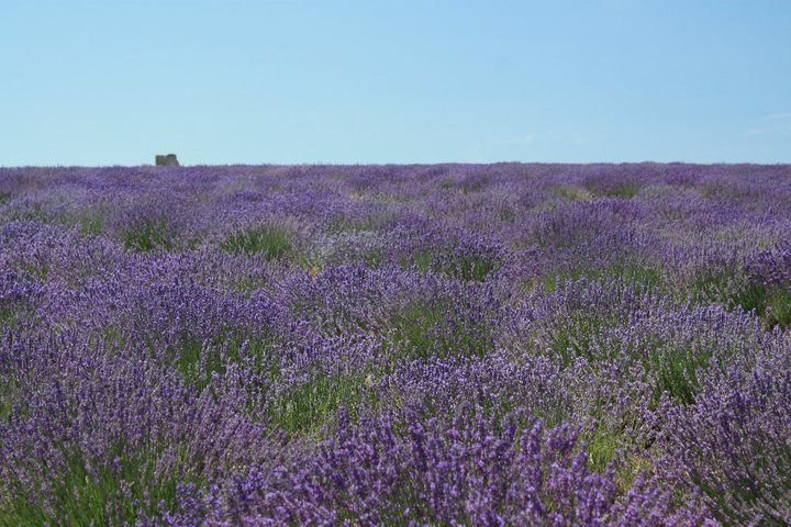 Au-dessus de 800 mètres d'altitude, les champs de lavande fine dont sont friandes les abeilles.