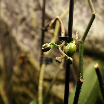 Phalaenopsis-bourgeons 18 11 2017