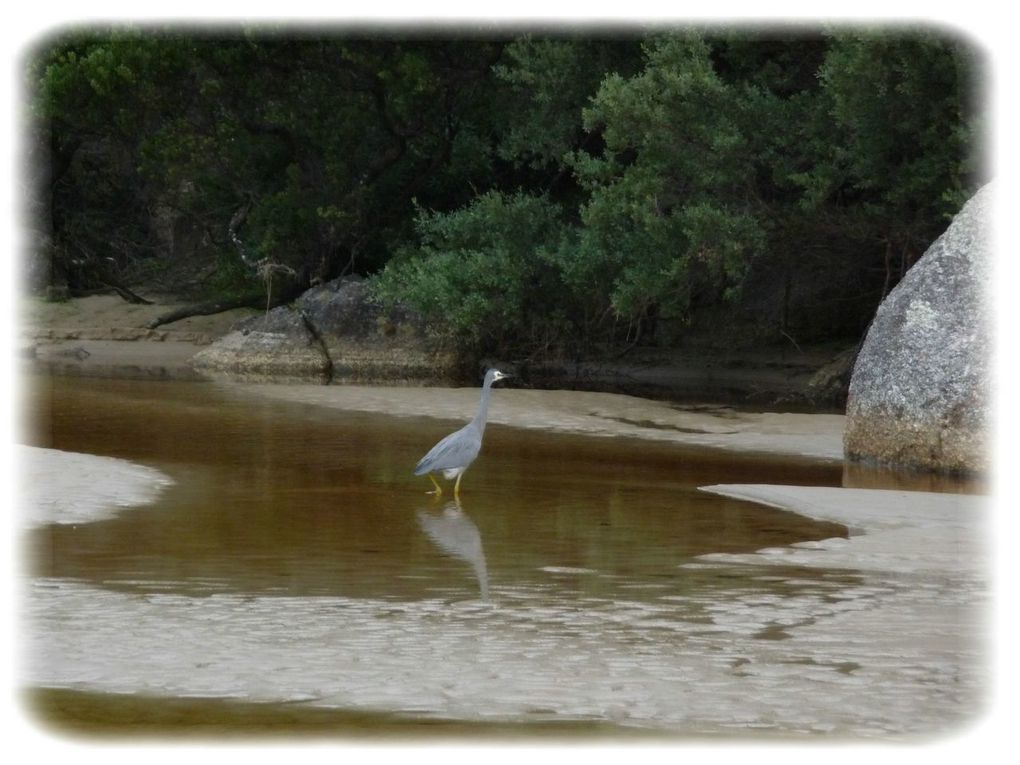 Album - Wilsons-Promontory