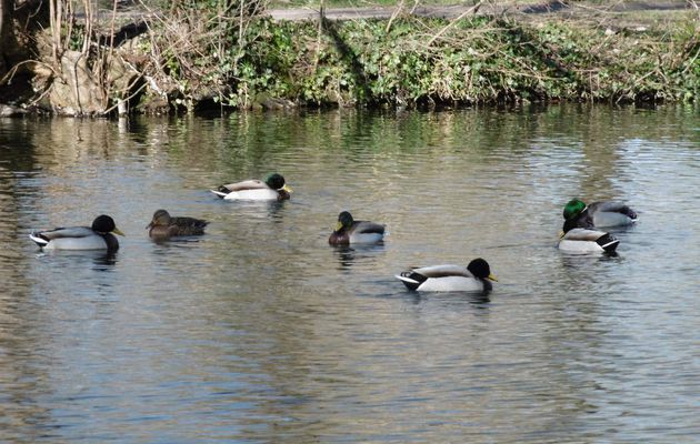 MES AMIS LES CANARDS