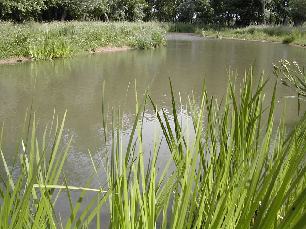 Quelques photos de milieux naturels, marres, bras asséchés, marres artificielles...