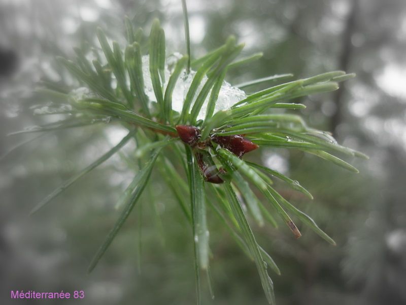 Album - Nature-hiver