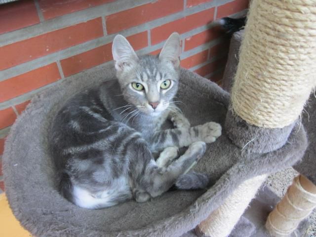 Il est adopté !!! : JEREMY,  chat marble silver mâle né en 2015
