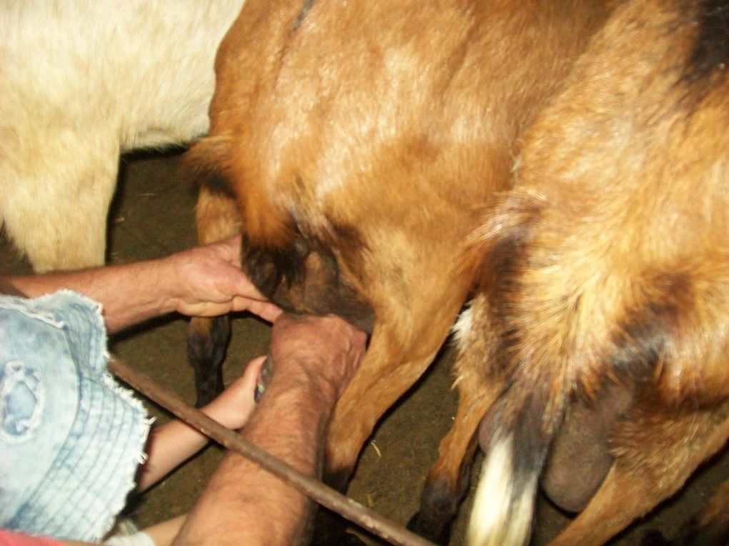 La traite des chèvres et le biberon aux chevreaux