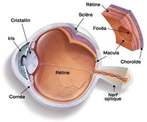 Les couches de la rétine: en savoir plus