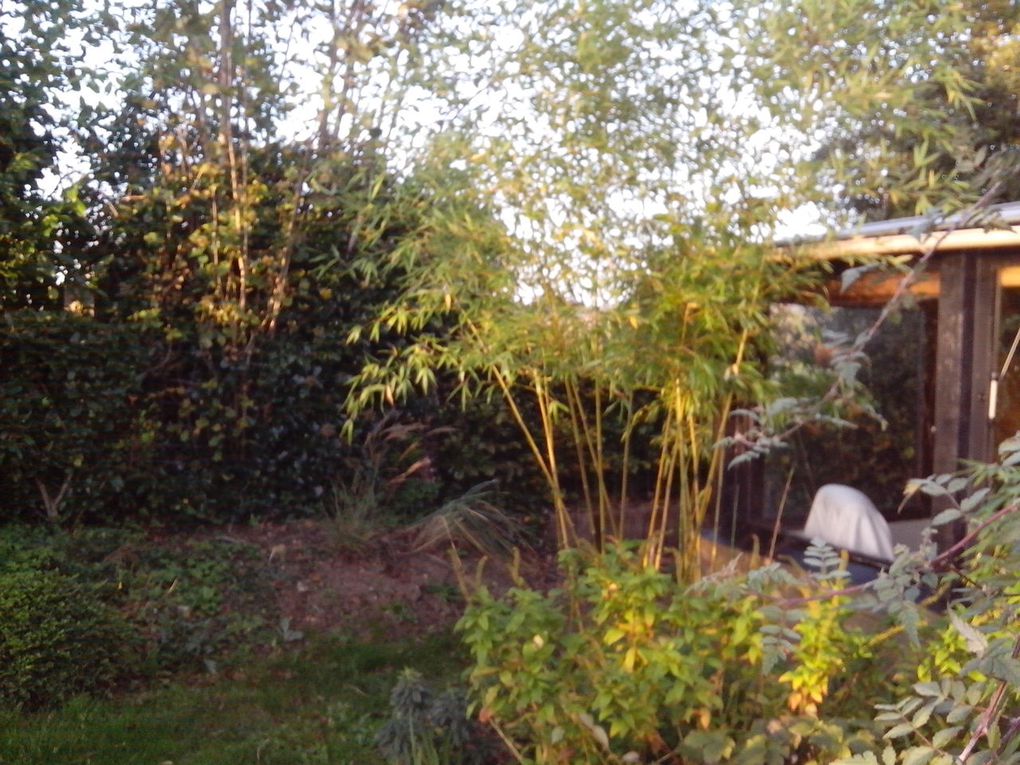 les graminées, joyaux de  novembre  qui resteront au jardin tout l'hiver jusqu'en mars.