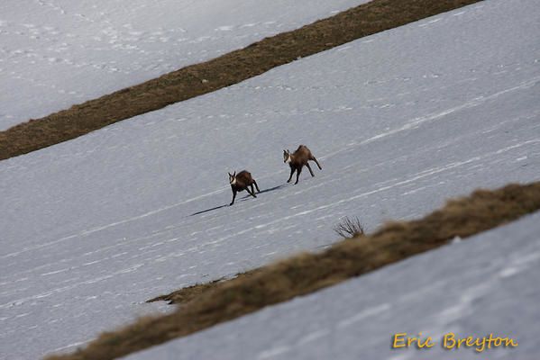 Album - chamois-de-printemps