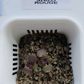 Semis de shizo pourpre ou perilla, premier essai - Le blog botanique de Nanie, petit à petit : un micro jardin urbain en expérimentation