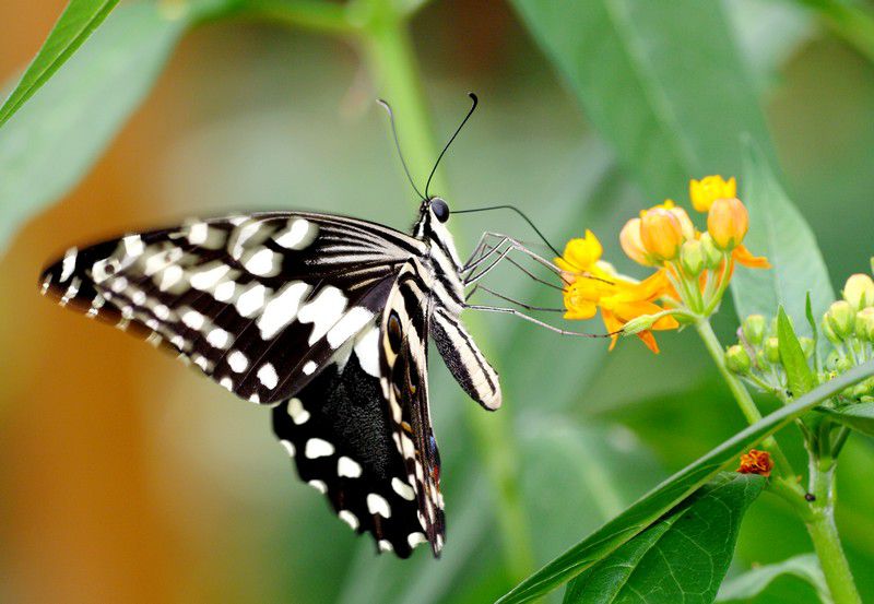 Album - Macro-Papillons