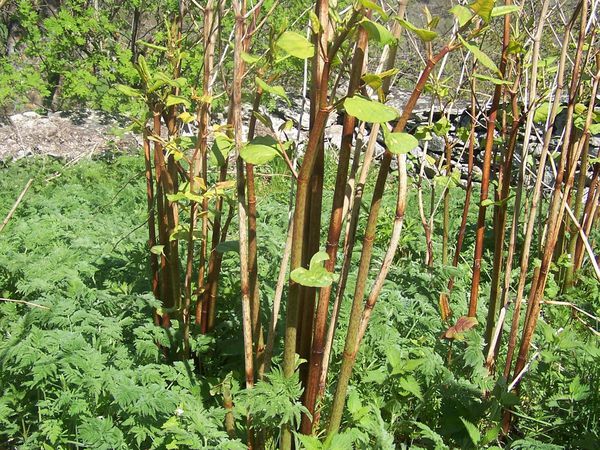 Raiponce en épi (Phyteuma spicatum), Fenouil des Alpes ou Cistre (Meum athamanticum), Renouée du Japon (Reynoutria gr. japonica)