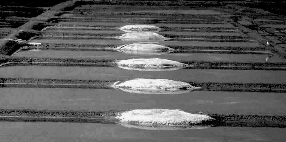 Album - Les Marais-salants de Guerande en noir et blanc