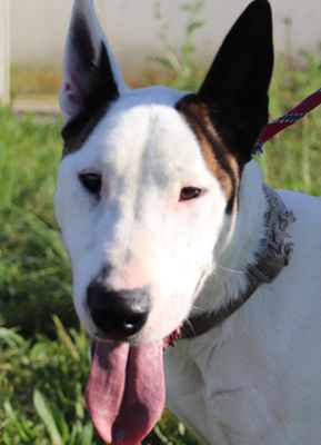 SOS POUR TYRON mâle croisé bull-terrier bientôt 2 ans né le 15 janvier 2022- collier 012496