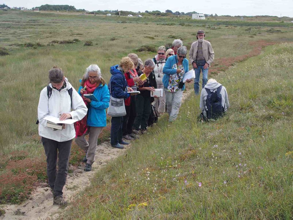 Le Week-end exploration botanique en Petite mer de Gâvres avec beaucoup de plantes remarquables observées, pour leur rareté comme le très rare Troscart de Barrelier, le Statice à feuilles de Lychnis ou encore plus extraordianire, le Tétragonolobe des marais, station unique en Bretagne.