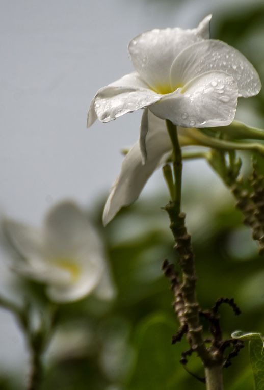 Désolé : beaucoup d'images de Tiaré mais je ne peu m'en lasser.