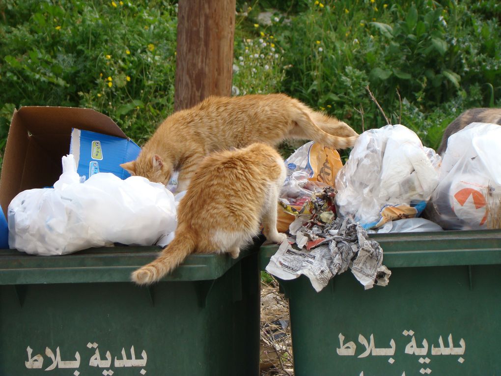 Le Liban dans toute sa diversité...