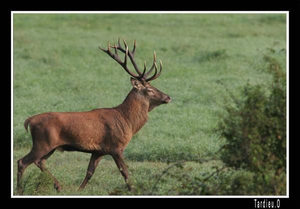 Album - brame-a-chambord-2006