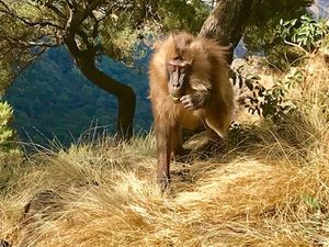 GONDAR - PARC SIMIEN - AXOUM - Massif du Ghéralta (Tigré )