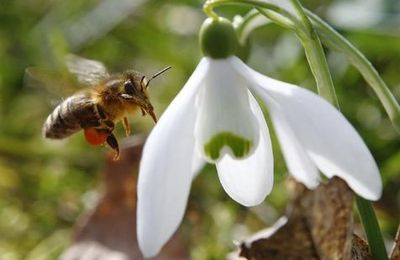 Greenpeace cible sept pesticides dangereux pour les abeilles.