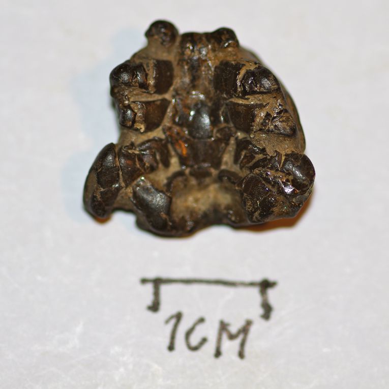 vue du thorax vue de du dos et pinces de petits crabs 