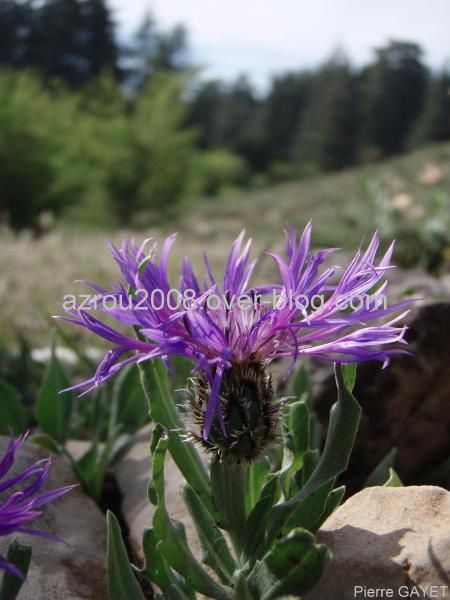 Fleurs de la forêt d'Azrou et alentours. cedraie, et foret mixte cèdres de l'Atlas et chênes verts (Parc National d'Ifrane, moyen-Atlas marocain).