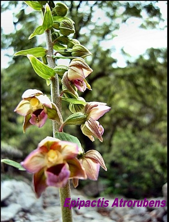 FLEURS DES MONTAGNES