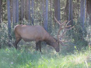 Dans les Rocheuses canadiennes