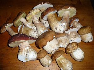 Quelques specimens de Cèpes de Bordeaux (Boletus edulis) variété reticulata ?