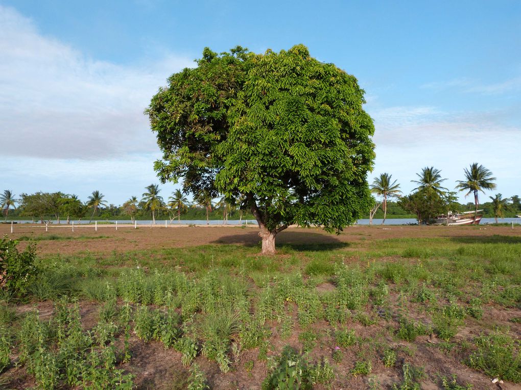 Album - GUYANE - Mana