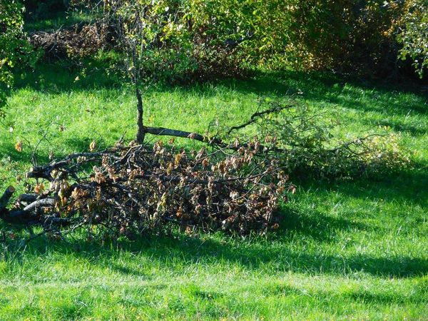 La nature a été éprouvée par la tornade (forêt et vergers)