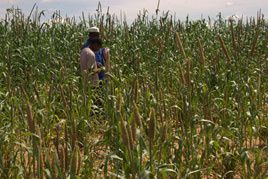 Les mils, céréales à la base de l’alimentation au Sahel