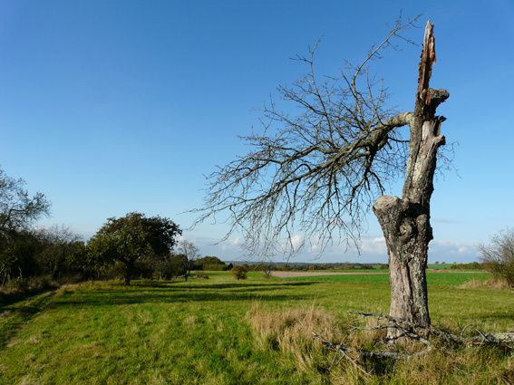 Toutes ces photos ont été réalisées par Junior, le fils de Mamie lors de ses balades